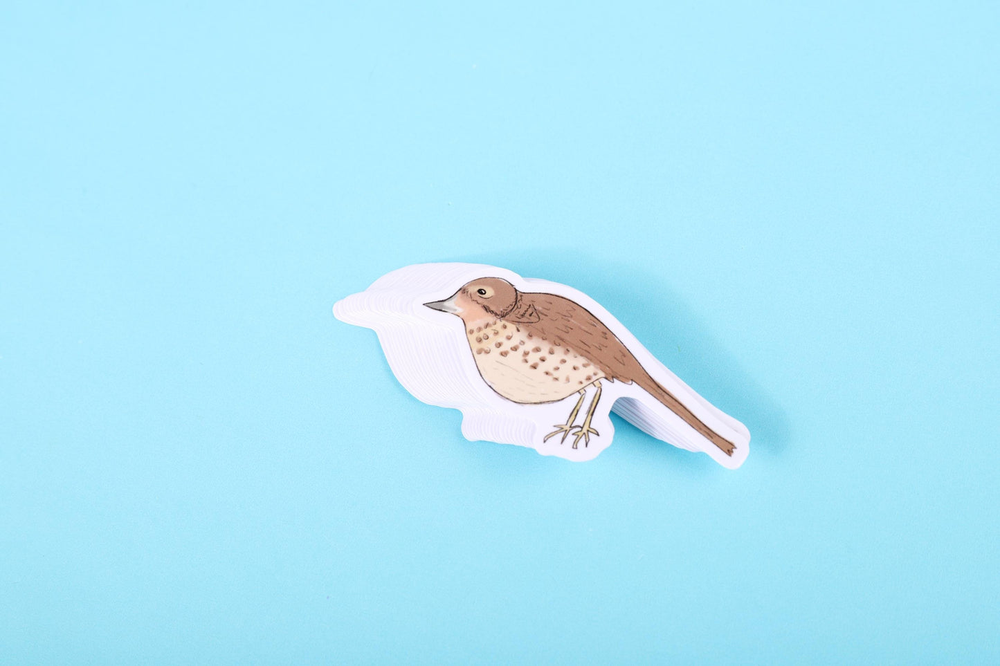 Thrush Bird Sticker
