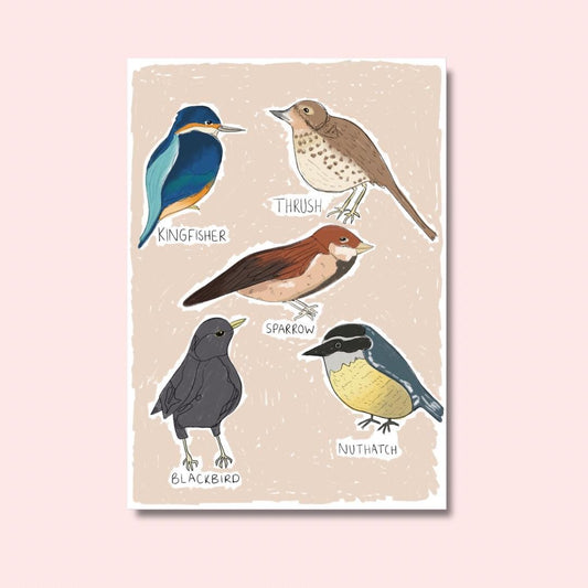Types of birds | A4 Art Print